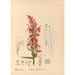 Piante medicinali Pl091 - Charles Frederick Millspaugh — vista dell’opera