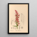 Piante medicinali Pl091 - Charles Frederick Millspaugh — quadro incorniciato alla parete