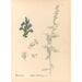 Riproduzione del dipinto Piante medicinali Pl092 - Charles Frederick Millspaugh