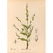 Piante medicinali Pl093 - Charles Frederick Millspaugh — vista dell’opera