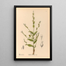 Piante medicinali Pl093 - Charles Frederick Millspaugh — quadro incorniciato alla parete