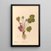 Riproduzione del dipinto Piante medicinali Pl095 - Charles Frederick Millspaugh