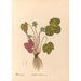 Riproduzione del dipinto Piante medicinali Pl095 - Charles Frederick Millspaugh
