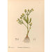 Piante medicinali Pl096 - Charles Frederick Millspaugh — vista dell’opera