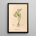 Piante medicinali Pl096 - Charles Frederick Millspaugh — quadro incorniciato alla parete