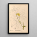 Riproduzione del dipinto Piante medicinali Pl097 - Charles Frederick Millspaugh
