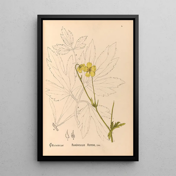 Charles Frederick Millspaugh - Medicinal Plants Pl097.webp