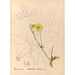 Riproduzione del dipinto Piante medicinali Pl097 - Charles Frederick Millspaugh