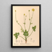 Piante medicinali Pl098 - Charles Frederick Millspaugh — quadro incorniciato alla parete