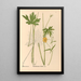 Riproduzione del dipinto Piante medicinali Pl099 - Charles Frederick Millspaugh