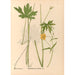 Riproduzione del dipinto Piante medicinali Pl099 - Charles Frederick Millspaugh