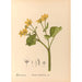 Riproduzione del dipinto Piante medicinali Pl100 - Charles Frederick Millspaugh