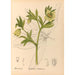 Piante medicinali Pl101 - Charles Frederick Millspaugh — vista dell’opera