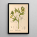 Piante medicinali Pl101 - Charles Frederick Millspaugh — quadro incorniciato alla parete