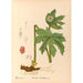 Riproduzione del dipinto Piante medicinali Pl102 - Charles Frederick Millspaugh