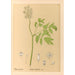 Piante medicinali Pl103 - Charles Frederick Millspaugh — vista dell’opera