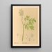 Piante medicinali Pl103 - Charles Frederick Millspaugh — quadro incorniciato alla parete