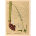 Piante medicinali Pl104 - Charles Frederick Millspaugh — vista dell’opera