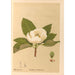 Riproduzione del dipinto Piante medicinali Pl105 - Charles Frederick Millspaugh