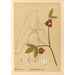 Piante medicinali Pl106 - Charles Frederick Millspaugh — vista dell’opera