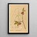 Piante medicinali Pl106 - Charles Frederick Millspaugh — quadro incorniciato alla parete