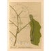 Riproduzione del dipinto Piante medicinali Pl107 - Charles Frederick Millspaugh