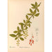 Piante medicinali Pl108 - Charles Frederick Millspaugh — vista dell’opera