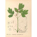 Riproduzione del dipinto Piante medicinali Pl109 - Charles Frederick Millspaugh