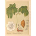 Piante medicinali Pl110 - Charles Frederick Millspaugh — vista dell’opera