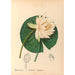 Riproduzione del dipinto Piante medicinali Pl111 - Charles Frederick Millspaugh
