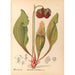 Piante medicinali Pl112 - Charles Frederick Millspaugh — vista dell’opera