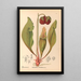 Piante medicinali Pl112 - Charles Frederick Millspaugh — quadro incorniciato alla parete