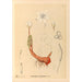 Piante medicinali Pl115 - Charles Frederick Millspaugh — vista dell’opera