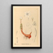 Piante medicinali Pl115 - Charles Frederick Millspaugh — quadro incorniciato alla parete