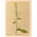 Riproduzione del dipinto Piante medicinali Pl116 - Charles Frederick Millspaugh