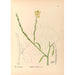 Piante medicinali Pl117 - Charles Frederick Millspaugh — vista dell’opera