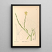 Piante medicinali Pl117 - Charles Frederick Millspaugh — quadro incorniciato alla parete