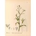 Riproduzione del dipinto Piante medicinali Pl118 - Charles Frederick Millspaugh