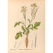 Piante medicinali Pl119 - Charles Frederick Millspaugh — vista dell’opera