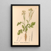 Piante medicinali Pl119 - Charles Frederick Millspaugh — quadro incorniciato alla parete