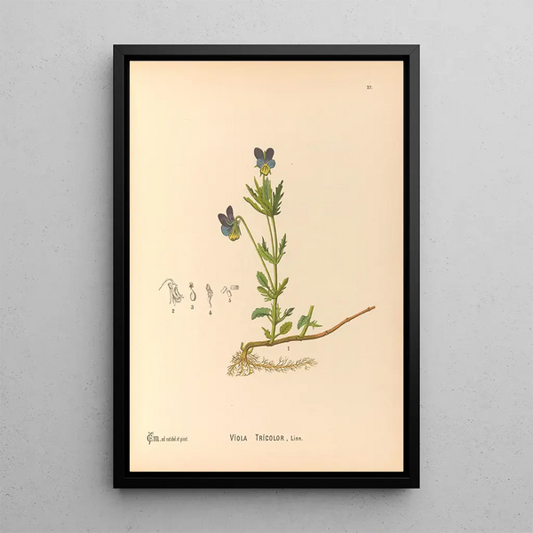 Charles Frederick Millspaugh - Medicinal Plants Pl120.webp