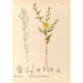 Riproduzione del dipinto Piante medicinali Pl121 - Charles Frederick Millspaugh