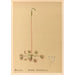 Piante medicinali Pl122 - Charles Frederick Millspaugh — vista dell’opera