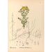 Riproduzione del dipinto Piante medicinali Pl123 - Charles Frederick Millspaugh