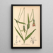 Riproduzione del dipinto Piante medicinali Pl124 - Charles Frederick Millspaugh