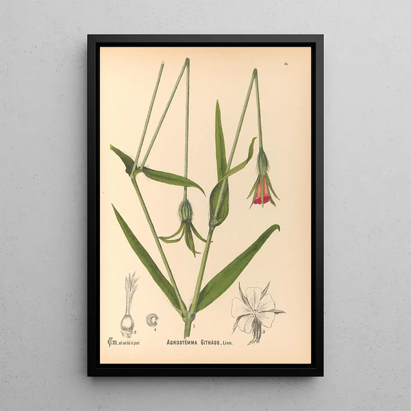 Charles Frederick Millspaugh - Medicinal Plants Pl124.webp