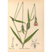 Riproduzione del dipinto Piante medicinali Pl124 - Charles Frederick Millspaugh