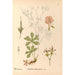 Piante medicinali Pl125 - Charles Frederick Millspaugh — vista dell’opera