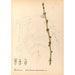 Riproduzione del dipinto Piante medicinali Pl126 - Charles Frederick Millspaugh