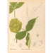 Piante medicinali Pl127 - Charles Frederick Millspaugh — vista dell’opera